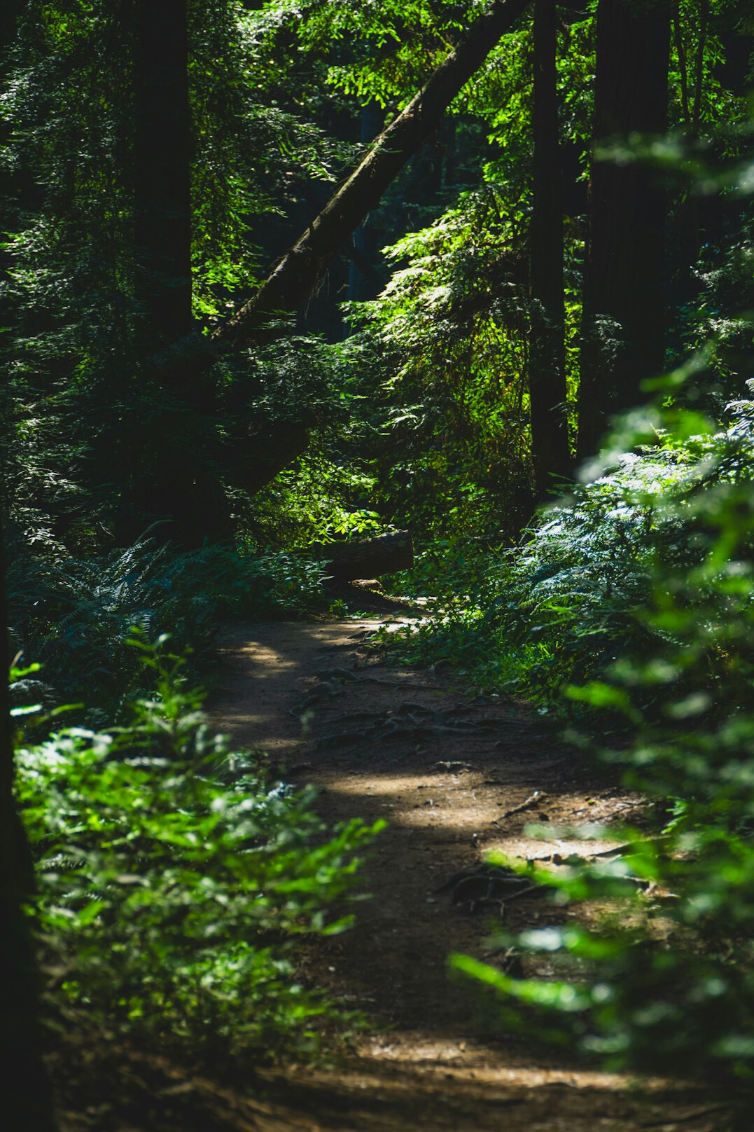 forest hiking trail